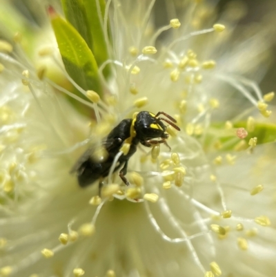 Hylaeus (Gnathoprosopis) euxanthus (Plasterer bee) at Canberra, ACT - 8 Nov 2021 by PeterA