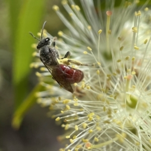 Lasioglossum (Parasphecodes) sp. (genus & subgenus) at Canberra, ACT - 8 Nov 2021