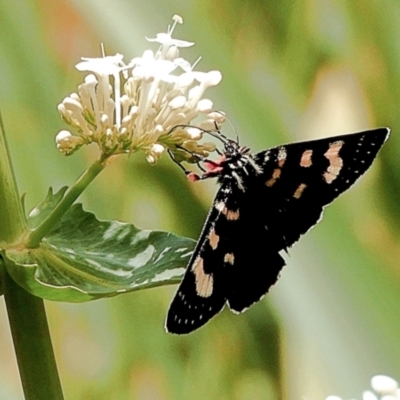 Phalaenoides glycinae (Grapevine Moth) at Crooked Corner, NSW - 2 Nov 2021 by Milly