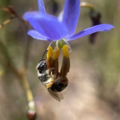 Lipotriches (Austronomia) ferricauda (Halictid bee) at Stirling Park - 8 Nov 2021 by PeterA