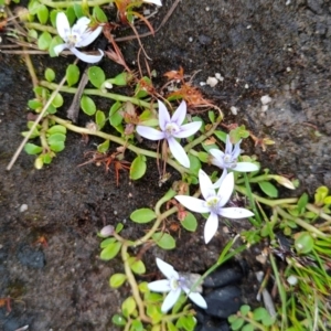 Isotoma fluviatilis subsp. australis at Tennent, ACT - 10 Nov 2021