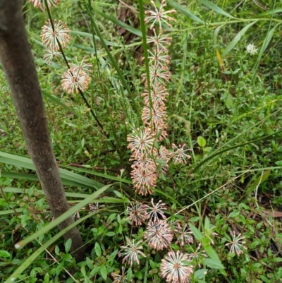 Lomandra multiflora (Many-flowered Matrush) at Tennent, ACT - 10 Nov 2021 by Nugent