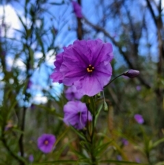 Solanum linearifolium/aviculare (Kangaroo Apple) at Tennent, ACT - 10 Nov 2021 by Nugent