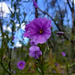 Solanum linearifolium/aviculare at Tennent, ACT - 10 Nov 2021