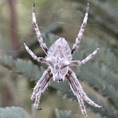 Backobourkia (genus) (An orb weaver) at Watson, ACT - 8 Nov 2021 by JaneR