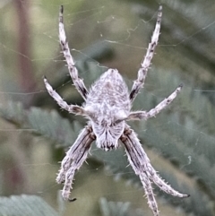 Backobourkia sp. (genus) (An orb weaver) at Watson, ACT - 8 Nov 2021 by JaneR