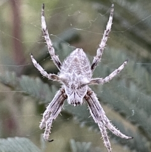 Backobourkia sp. (genus) at Watson, ACT - 8 Nov 2021