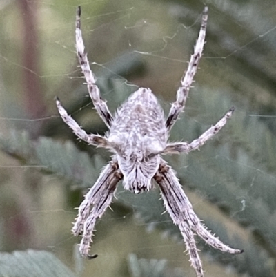 Backobourkia sp. (genus) (An orb weaver) at Mount Majura - 8 Nov 2021 by JaneR