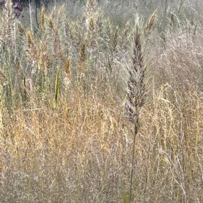 Austrostipa densiflora (Foxtail Speargrass) at Watson, ACT - 8 Nov 2021 by JaneR