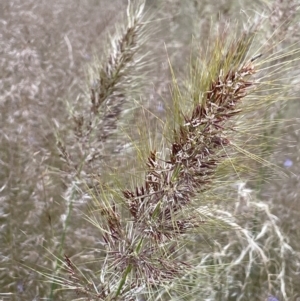 Austrostipa densiflora at Watson, ACT - 8 Nov 2021