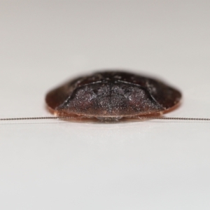 Laxta granicollis at Evatt, ACT - 8 Nov 2021 01:57 PM