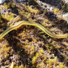 Caenoplana sulphurea (A Flatworm) at Wombeyan Caves, NSW - 8 Nov 2021 by LauraHCanackle