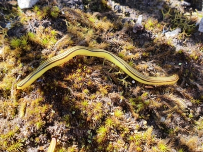 Caenoplana sulphurea (A Flatworm) at Wombeyan Caves, NSW - 9 Nov 2021 by LauraHCanackle