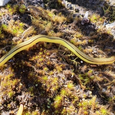 Caenoplana sulphurea (A Flatworm) at Wombeyan Caves, NSW - 8 Nov 2021 by LauraHCanackle