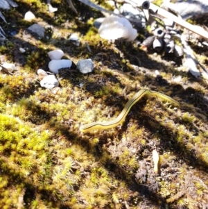 Caenoplana sulphurea at Wombeyan Caves, NSW - 9 Nov 2021