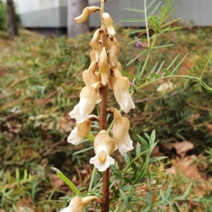 Gastrodia sesamoides at Acton, ACT - suppressed