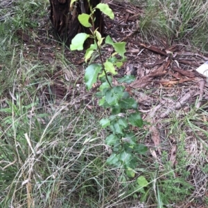 Pyrus sp. at Lawson, ACT - 10 Nov 2021 10:19 AM