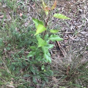 Pyrus sp. at Lawson, ACT - 10 Nov 2021 10:19 AM