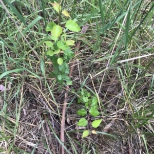 Pyrus sp. at Lawson, ACT - 10 Nov 2021 10:19 AM