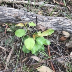 Pyrus sp. at Lawson, ACT - 10 Nov 2021