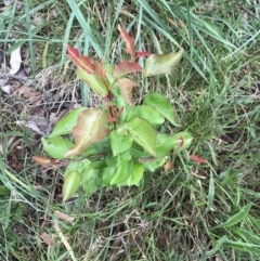 Pyrus sp. at Lawson, ACT - 10 Nov 2021