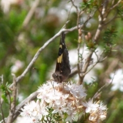 Vanessa itea (Yellow Admiral) at Boro, NSW - 6 Nov 2021 by Paul4K