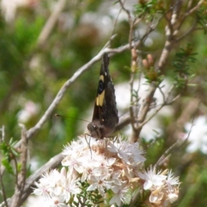 Vanessa itea at Boro, NSW - 6 Nov 2021