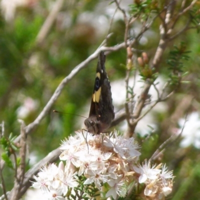 Vanessa itea (Yellow Admiral) at Boro, NSW - 6 Nov 2021 by Paul4K