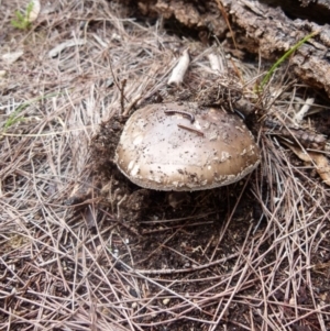 Amanita sp. at Boro, NSW - suppressed