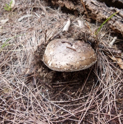 Amanita sp. (Amanita sp.) at Boro - 7 Nov 2021 by Paul4K