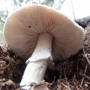 Amanita sp. at Boro, NSW - suppressed