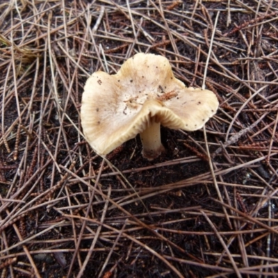 Unverified Cap on a stem; gills below cap [mushrooms or mushroom-like] at  - suppressed by Paul4K