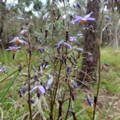 Dianella revoluta var. revoluta (Black-Anther Flax Lily) at Boro, NSW - 8 Nov 2021 by Paul4K