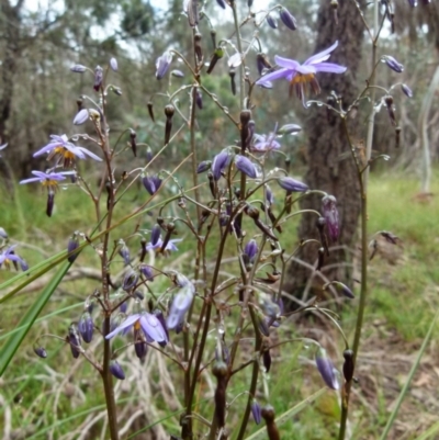 Dianella revoluta var. revoluta (Black-Anther Flax Lily) at Boro, NSW - 7 Nov 2021 by Paul4K