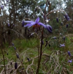 Dianella revoluta var. revoluta at Boro, NSW - 8 Nov 2021