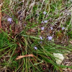 Dianella revoluta var. revoluta at Boro, NSW - 8 Nov 2021