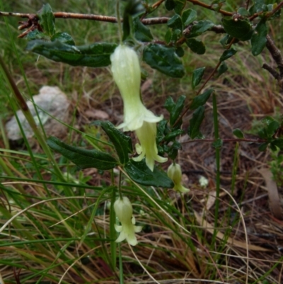 Billardiera scandens (Hairy Apple Berry) at Boro, NSW - 8 Nov 2021 by Paul4K