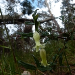 Billardiera scandens at Boro, NSW - 8 Nov 2021