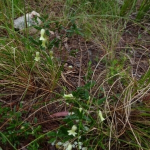 Billardiera scandens at Boro, NSW - suppressed