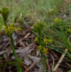 Pimelea curviflora var. sericea (Curved Riceflower) at Boro, NSW - 8 Nov 2021 by Paul4K