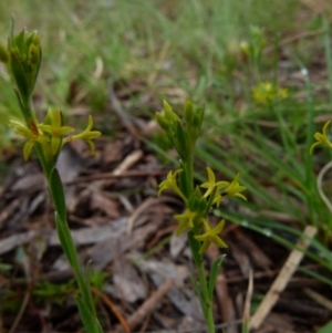 Pimelea curviflora var. sericea at Boro, NSW - 8 Nov 2021