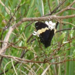 Eutrichopidia latinus (Yellow-banded Day-moth) at Boro, NSW - 8 Nov 2021 by Paul4K