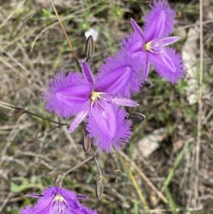 Thysanotus tuberosus subsp. tuberosus at Kambah, ACT - 11 Nov 2021