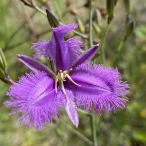 Thysanotus tuberosus subsp. tuberosus at Kambah, ACT - 11 Nov 2021