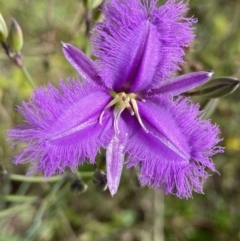 Thysanotus tuberosus subsp. tuberosus at Kambah, ACT - 11 Nov 2021