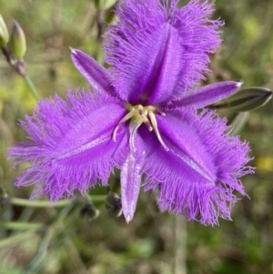 Thysanotus tuberosus subsp. tuberosus at Kambah, ACT - 11 Nov 2021