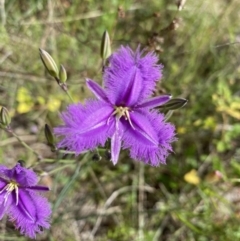 Thysanotus tuberosus subsp. tuberosus at Kambah, ACT - 11 Nov 2021