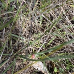 Thysanotus tuberosus subsp. tuberosus at Kambah, ACT - 11 Nov 2021