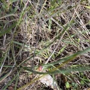 Thysanotus tuberosus subsp. tuberosus at Kambah, ACT - 11 Nov 2021