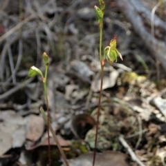 Caleana minor (Small Duck Orchid) at Aranda, ACT - 8 Nov 2021 by CathB